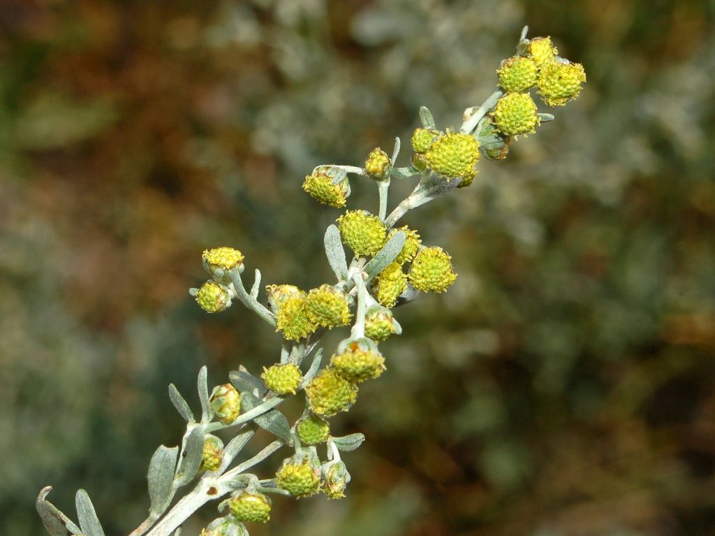 Artemisia absinthium  / Assenzio vero